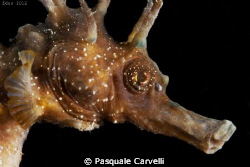 Hippocampus by Pasquale Carvelli 